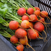 Yellow Sunrise Treated Beet