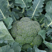 Marathon F1 Untreated Broccoli