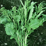 Sorrento Untreated Raab Broccoli