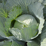 Bartolo F1 Untreated Cabbage