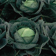 Castello F1 Untreated Cabbage