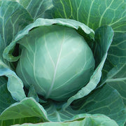 Green Presto F1 Treated Cabbage