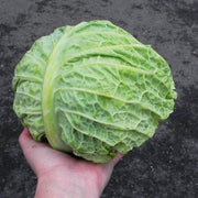 Consulate F1 Untreated Cabbage