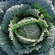 Endurance F1 Untreated Cabbage