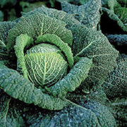 Wirosa F1 Untreated Cabbage