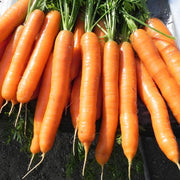 Jerada F1 Untreated Seed, Organic Pellet Carrot Seeds