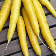 Gold Nugget F1 Untreated Carrot