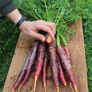 Purple Haze F1 Untreated Carrot