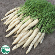 White Satin F1 Organic Carrot