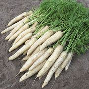 White Satin F1 Untreated Carrot