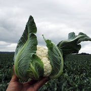 Clarify F1 Untreated Cauliflower