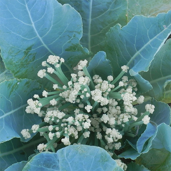 plant cauliflower seeds Fioretto 70 F1 Untreated Cauliflower Seeds