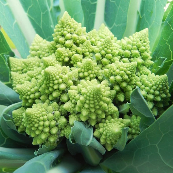Orbit F1 Untreated Cauliflower Seeds | Osborne Farm Seeds