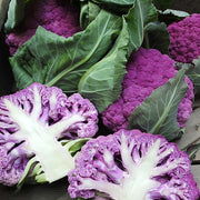 Purple Moon F1 Untreated Cauliflower