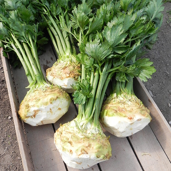 planting celeriac seeds President Untreated, NOP-Compliant Pellet, Celeriac Seeds