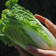 Wa Wa Tsai F1 Untreated Napa Cabbage