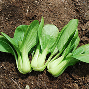 Li Ren Choi F1 Untreated Pak Choi