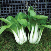 Win Win Choi F1 Untreated Pak Choi