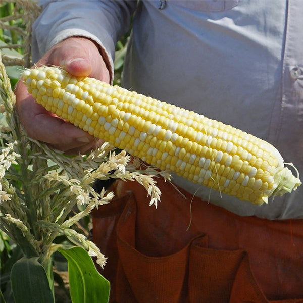 274A F1 Untreated Corn Seeds | Osborne Hybrid Farm Seed Supplier