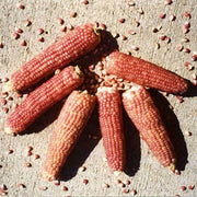 Early Pink Popcorn Untreated Corn