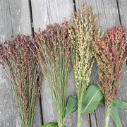 Mixed Colored Broom Corn Untreated Ornamental Grass