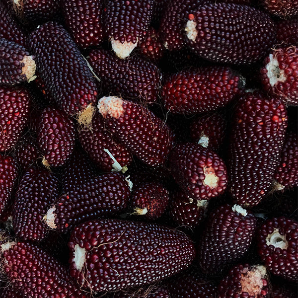 strawberry popcorn seed Strawberry Popcorn Untreated Corn/Microgreen Seeds