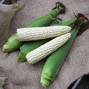 3572 VX F1 Untreated Corn