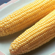 Bodacious RM F1 Treated Corn