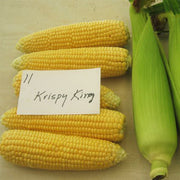 Krispy King F1 Untreated Corn