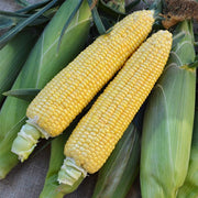 XTH11274 F1 Untreated Corn