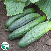 Marketmore 76 Organic Cucumber