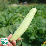 Armenian Organic Cucumber
