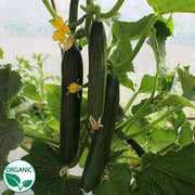 Katrina F1 Organic Cucumber