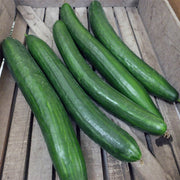 Orca F1 Untreated Cucumber