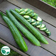Tasty Green F1 Organic Cucumber