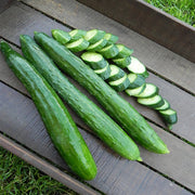 Tasty Green F1 Untreated Cucumber