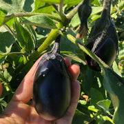 Patio Baby F1 Untreated Eggplant