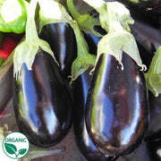 Traviata F1 Organic Eggplant