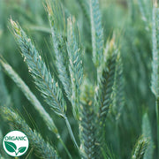 Bunker Triticale Organic Cover Crop