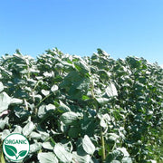 Bean Fava Diana Organic Cover Crop