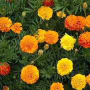 French Marigold Petite Mix Untreated Cover Crop Seeds