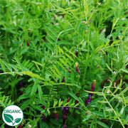 Hairy Vetch Organic Cover Crop Seeds
