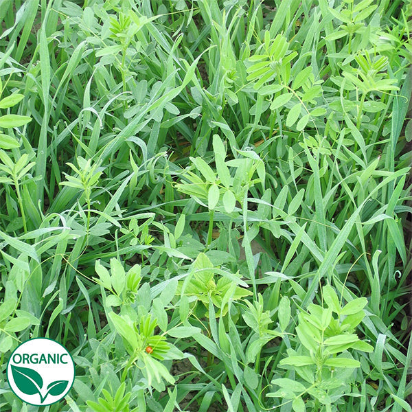 Vetch Rye Rye Vetch Mix Organic Cover Crop Seeds