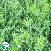 Rye Vetch Mix Organic Cover Crop Seeds