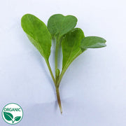 Astro Organic Arugula/Microgreen