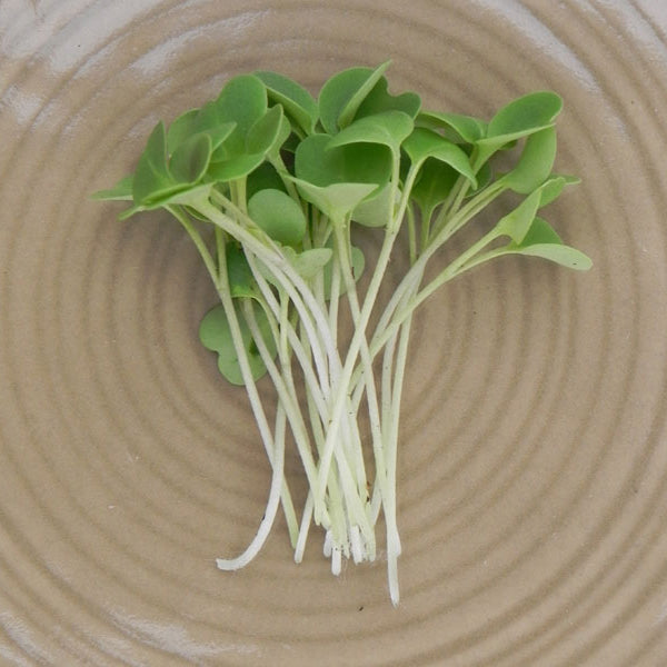 Astro Arugula, Green Seeds - Urban Farmer Astro Arugula, Green Seeds - Urban Farmer