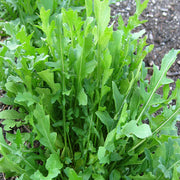 Surrey Untreated Arugula