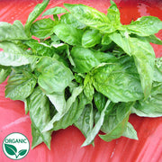Basil Nufar F1 Organic Herb