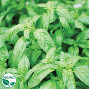Basil Sweet Aroma II F1 Organic Herb