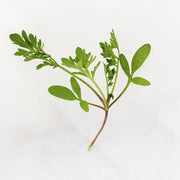 Cress Curled Untreated Herb/Microgreen